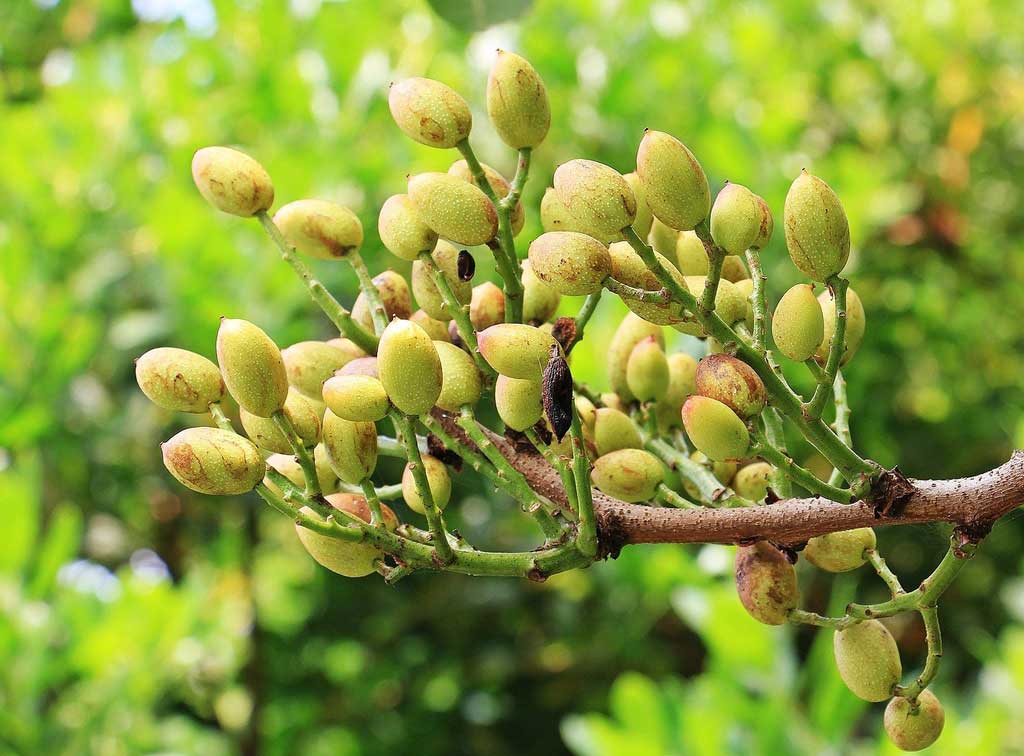 پسته های لوکس ایرانی